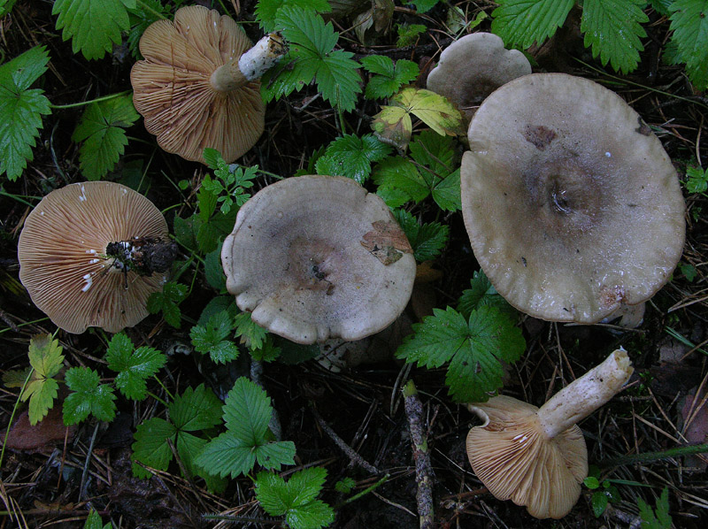 Lactarius da determinare.